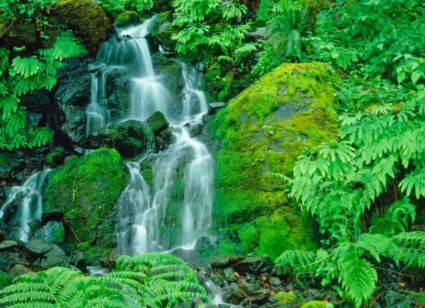 Little Redwood Creek Falls is surrounded by lush foliage and ferns in Siskiyou National Forest in Brookings, Oregon.