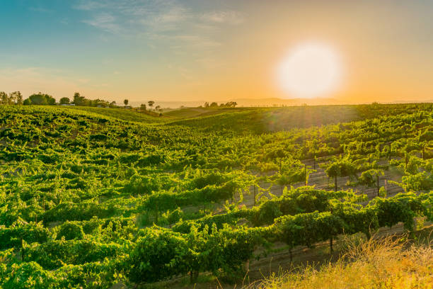 california vineyard bei dusk mit reihen von reben - vineyard in a row crop california stock-fotos und bilder