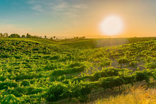 california vineyard at dusk with rows of vines - vineyard in a row crop california imagens e fotografias de stock