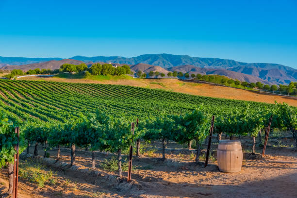 калифорнийский виноградник светится в позднем свете дня. - temecula riverside county california southern california стоковые фото и изображения