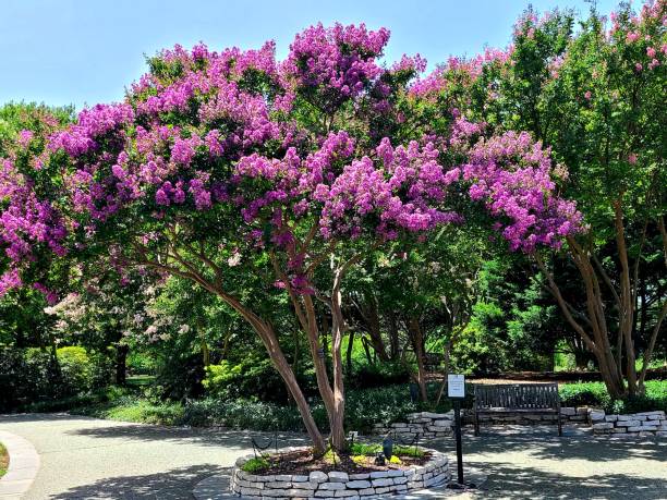 A Crepe Myrtle tree.To see more isolated trees click on the link below: