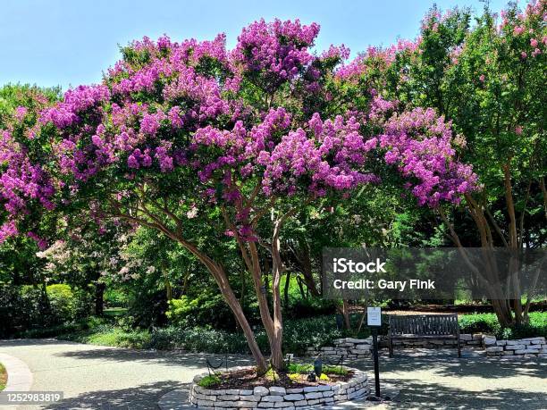 Purple Crepe Myrtle Stock Photo - Download Image Now - Crepe Myrtle Tree, Purple, Plant