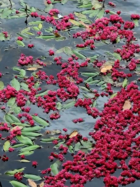 istock Crepe Myrtles petals floating in lake 1252983830