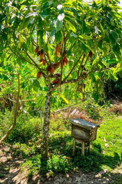 istock Cacao Tree (Theobroma cacao) in the garden 1252983864