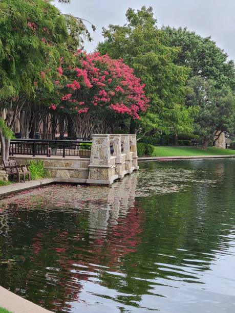 istock Crepe Myrtles over patio and lake 1252983893