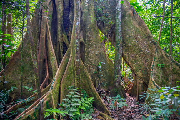 Ceiba Tree Trunk, Amazon Rainforest Base of a ceiba tree trunk (Ceiba pentandra) in the Amazon rainforest, Yasuni national park, Ecuador. Unsharp foreground plants, sharp tree. ceiba tree photos stock pictures, royalty-free photos & images