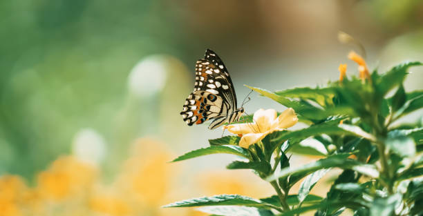 istock butterfly with flower and sunshine 1252984674