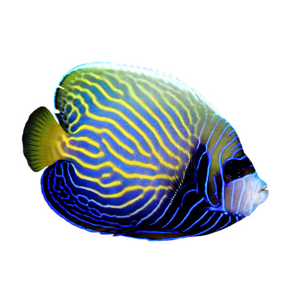 istock Juvenile Emperor Angelfish isolated 1252984777