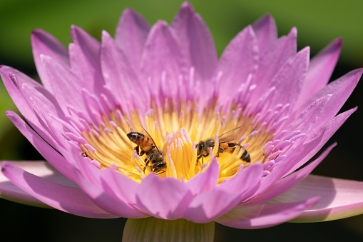 Bees on lotus water lily in the middle of a pond