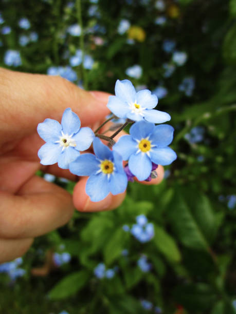 istock Bright Sweet Pretty Blue Forget-Me-Not Flowers 2020 1252985476
