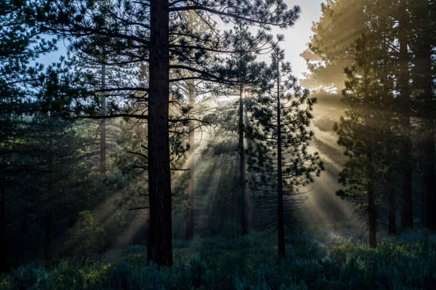 istock Sunbeams god rays shining into pine forest trees silhouette 1252987027