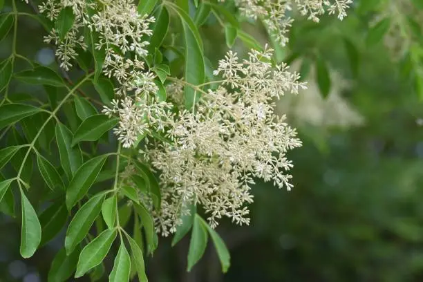 Fraxinus griffithii is an Oleaceae evergreen tree that produces many small white flowers from May to June.