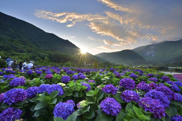 istock Yangmingshan National Park Taiwan 1252988057