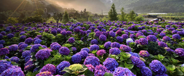 istock Yangmingshan National Park Taiwan 1252988103