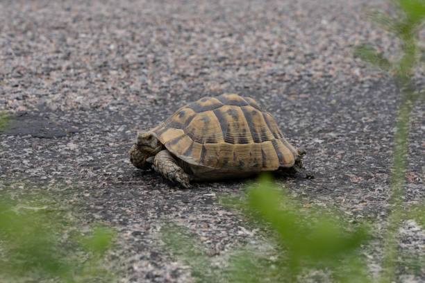 istock turtle animal in the jungle natural life 1252988763