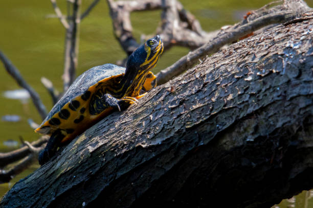 istock Yellow Bellied Slider 1252989523