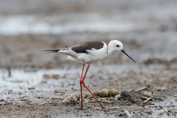 istock Black-winged Stilt nest and eggs 1252990072