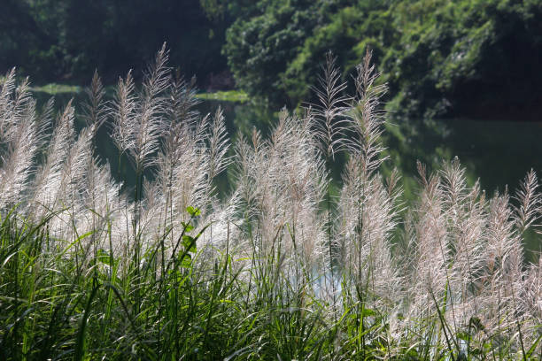 istock setaceum pennisetum or gramineae grass 1252990164