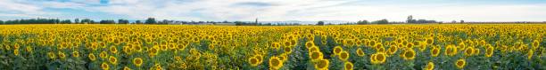 schöne landschaften von sonnenblumen im sommer - sunflower field scenics landscape stock-fotos und bilder