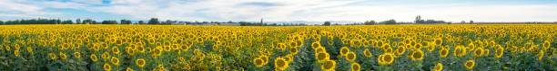beaux paysages de tournesols en été - sunflower field scenics landscape photos et images de collection