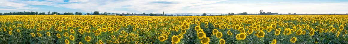 Beautiful landscapes of sunflowers in summer in California