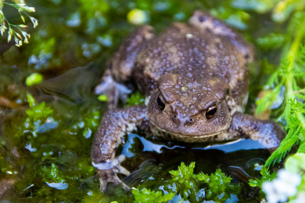 crapaud commun - common toad photos et images de collection