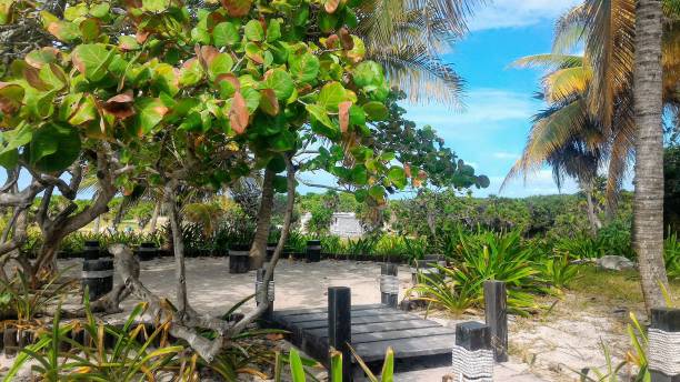 istock The great garden in the beach 1252995754