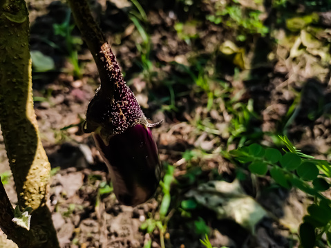 This is a small young eggplant close-up shot in the daytime when sunlight fall on this.