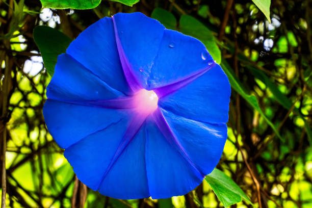 Exotic flower blossoms found in rain forests on Maui