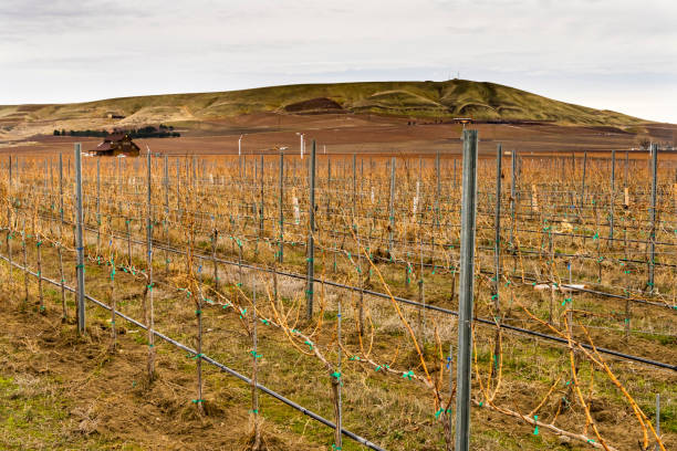 uva vines rows winter vineyards red mountain benton city washington - red mountains - fotografias e filmes do acervo