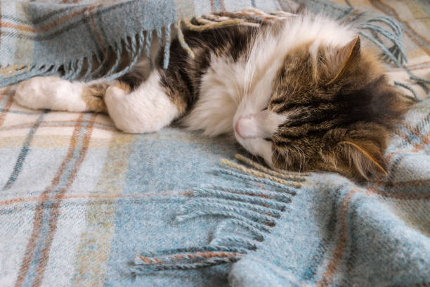 istock a tabby kitten sleeping wrapped in a woollen blanket with copy space 1252997560