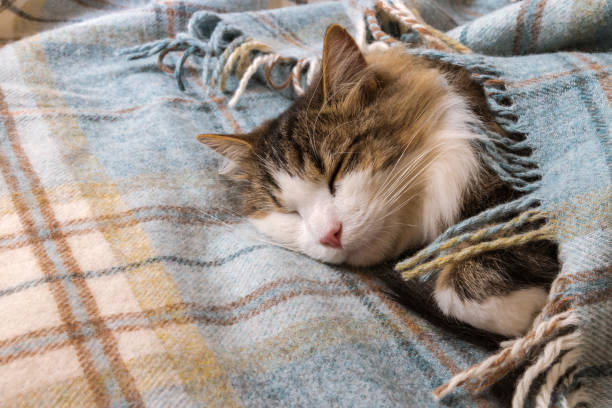 istock tabby cat sleeping underneath a woollen blanket with copy space on left 1252997823