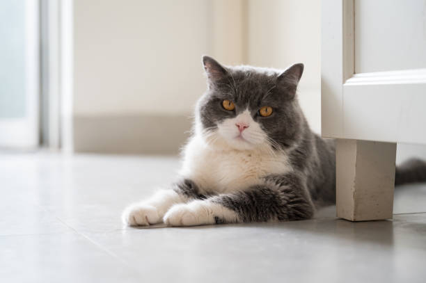 istock British shorthair cat lying on the floor 1252999084