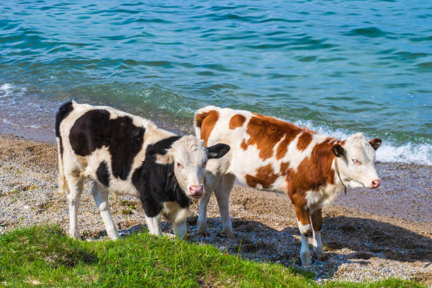 istock Two young spotted cows came to a watering place. 1252999214
