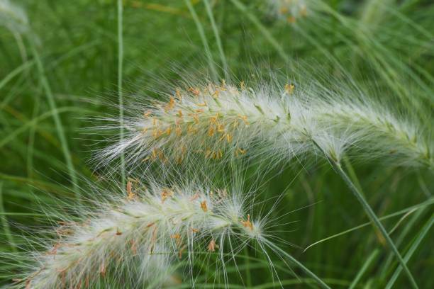 istock Pennisetum villosum ears 1252999790