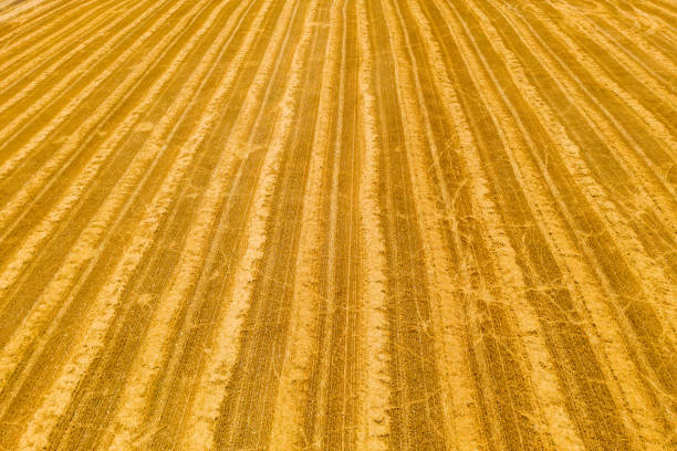 istock Large Wheat for Grains field, post harvest, Aerial image. 1252999868