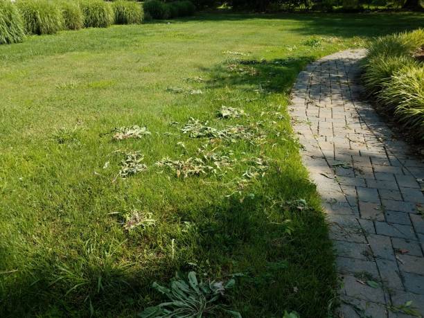 istock weets scattered on the ground in green grass or lawn with path 1253000020