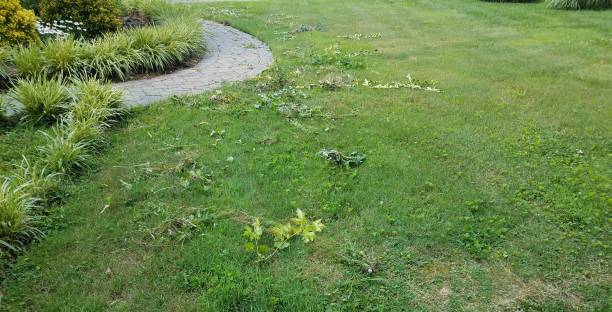 istock weets scattered on the ground in green grass or lawn with path 1253000030