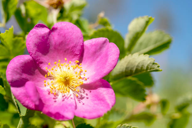 istock pink flower on a green background 1253001844