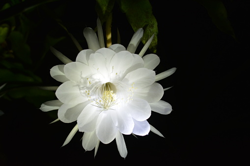 Beautiful white lady-of-the-night flower of an intoxicating scent and its opening happens only at night. Photo made in my house\nThe lady of the night is a shrub, with a semi-woody texture and very popular due to the heady aroma of its flowers. It has an erect and branched stem, with sinuous branches, at first upright, but they become pendent at the tips. Its size is medium, usually 1.5 meters, but can reach up to 4 meters in height. Its leaves are simple, perennial, oval to lanceolate, shiny, coriaceous and supported by long petioles. The abundant inflorescences appear in the spring and summer, carrying numerous tubular flowers, of cream-greenish color, that exude an intense perfume, mainly at night. The following berries are berries, white in color, translucent. The lady of the night is a vigorous and fast growing plant, it is usually used in isolation, but looks good in small groups. It is an indispensable piece in aromatic gardens, \