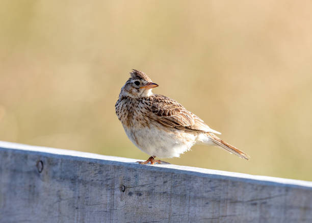 istock Eurasian Skylark - Alauda arvensis 1253004995