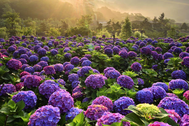 istock Yangmingshan National Park Taiwan 1253005111