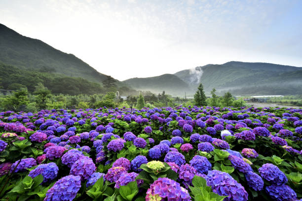 istock Yangmingshan National Park Taiwan 1253005633
