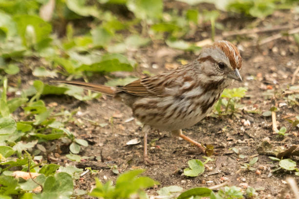 istock Song Sparrow - Melospiza melodia 1253005700