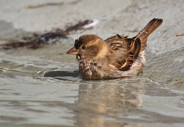 The most common bird species.