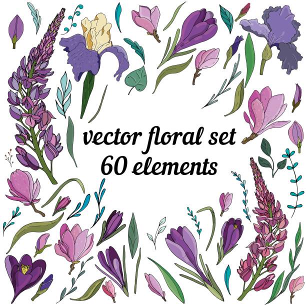 large vector set of different floral elements in purple, lupins, crocuses, magnolias large vector floral elements set of purple and lilac crocuses, irises, lupins, botanical illustration of individual elements lupine flower stock illustrations