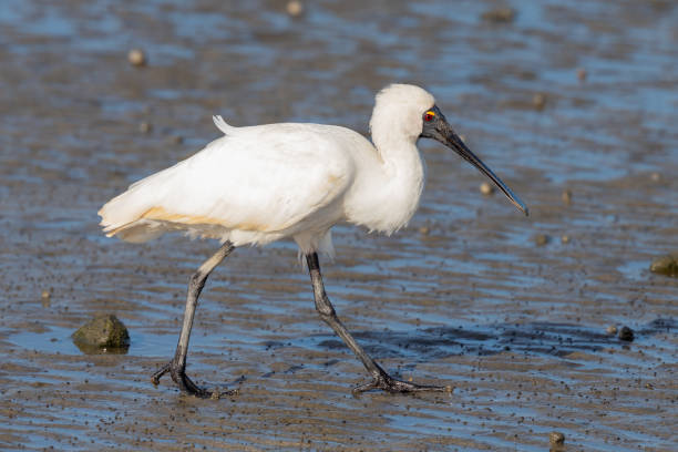 istock Royal Spoonbill - Platalea regia 1253006611