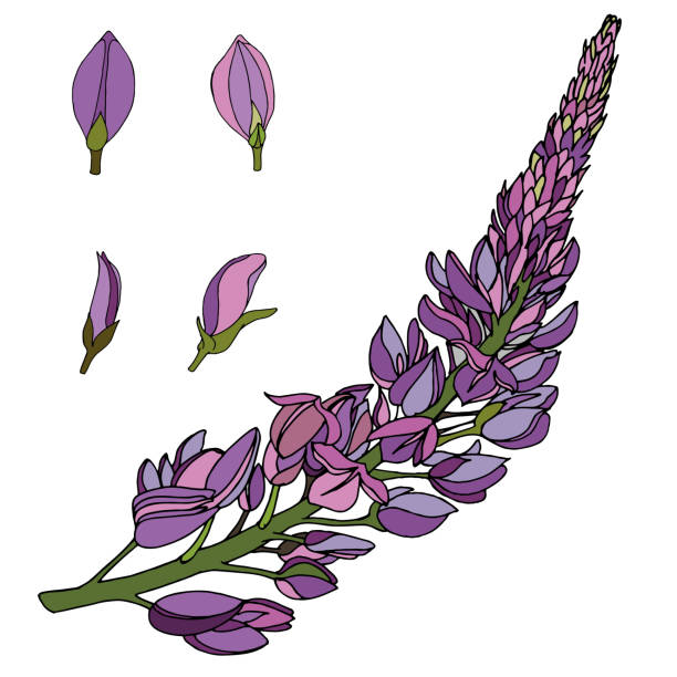 vector set of color botanical element, branch of field lupins and individual flowers purple vector set of colored botanical element, contour, freehand drawing, branch of field lupins and individual purple flowers lupine flower stock illustrations