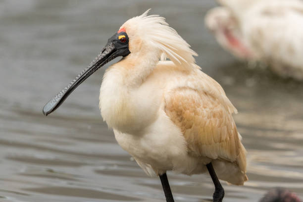 Large waterbird with distinctive bill found across Australasia