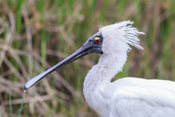 Large waterbird with distinctive bill found across Australasia
